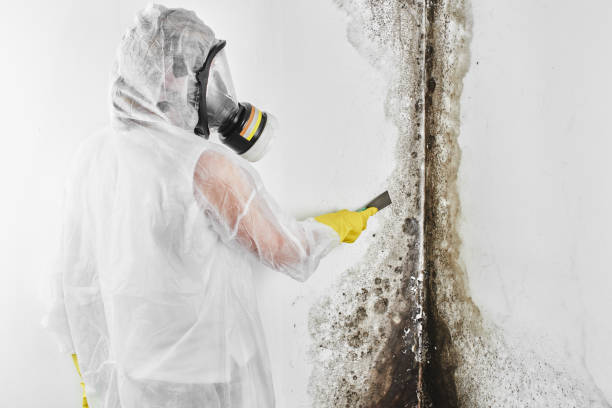 Best Environmental Consulting for Mold Prevention  in Torrington, WY